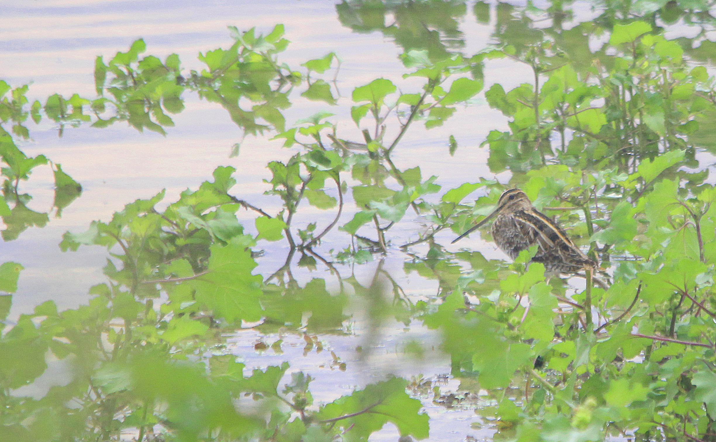 Common Snipe